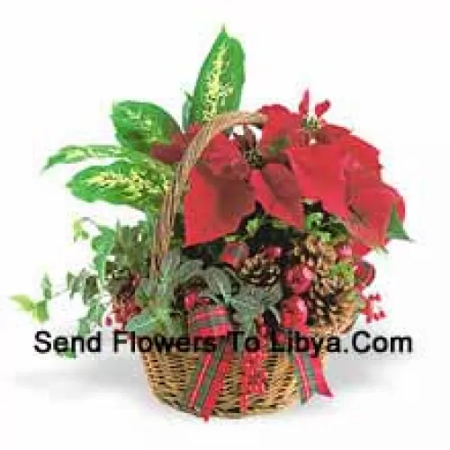 Esta duradera maceta de vacaciones presenta una variedad de resistentes plantas verdes de interior combinadas con un festivo mini poinsettia y adornadas con piñas y detalles. (Tenga en cuenta que nos reservamos el derecho de sustituir cualquier producto por un producto adecuado de igual valor en caso de no disponibilidad de cierto producto)